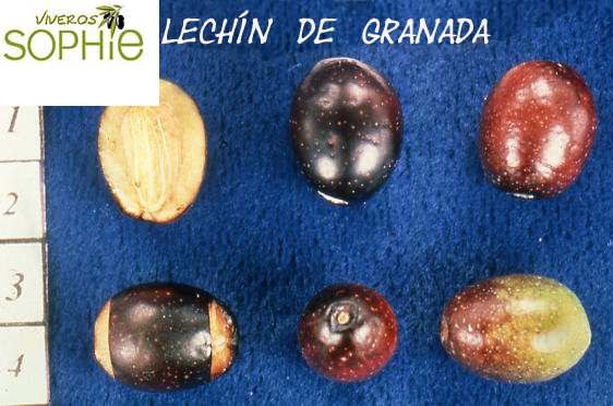 Variedad de olivo LECHÍN DE GRANADA